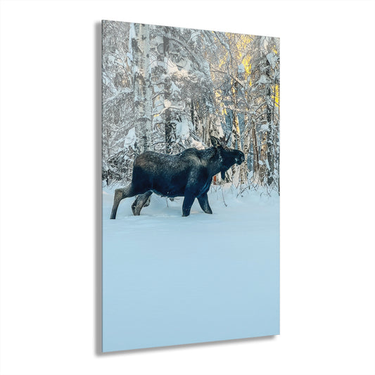 Knee Deep Acrylic Print