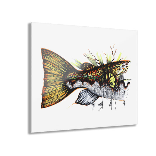 Salmo Trutta Acrylic Print